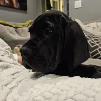 Full Euro Black, a female Great Dane for sale in Oroville, WA – Photo 1 of 10