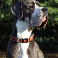 Full Euro Black, a female Great Dane for sale in Oroville, WA – Photo 9 of 10