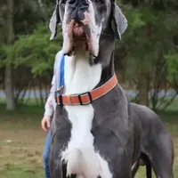 Full Euro Black, a female Great Dane for sale in Oroville, WA – Photo 10 of 10