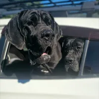 Full Euro Black, a female Great Dane for sale in Oroville, WA – Photo 8 of 10