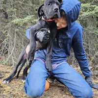 Full Euro Black, a female Great Dane for sale in Oroville, WA – Photo 3 of 10