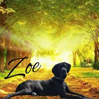 Full Euro Black, a female Great Dane for sale in Oroville, WA – Photo 6 of 10