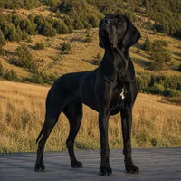 Stunning European ( Pink ), a female Great Dane for sale in Oroville, WA – 3 of 4