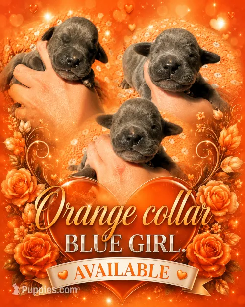 Stunning Euro bred to standard – Great Dane puppy for sale in Oroville, WA