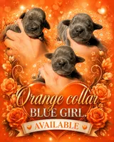Stunning Euro bred to standard, a female Great Dane for sale in Oroville, WA – 1 of 3