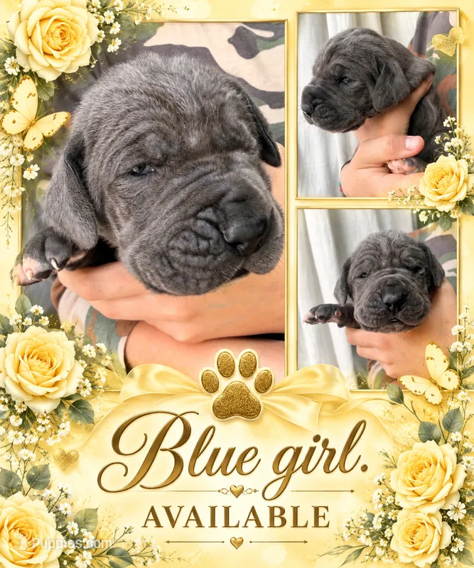 Stunning European ( Pink ) – Great Dane puppy for sale in Oroville, WA