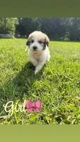 Pyredoodles, a male Pyredoodle for sale in Houston, TX – 2 of 5