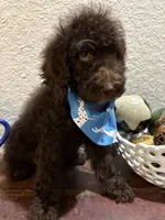 Poodle, a male Poodle - Standard  for sale in Houston, TX – 2 of 4