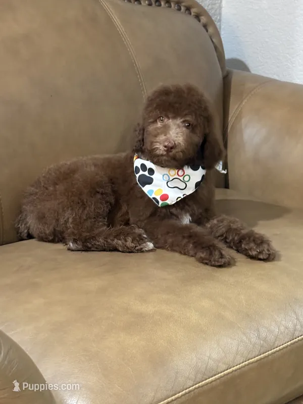 Poodle – Poodle - Standard  puppy for sale in Houston, TX