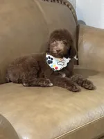 Poodle, a male Poodle - Standard  for sale in Houston, TX – 1 of 3