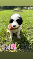 Pyredoodles, a male Pyredoodle for sale in Houston, TX – 5 of 5