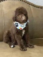 Poodle, a male Poodle - Standard  for sale in Houston, TX – 3 of 3