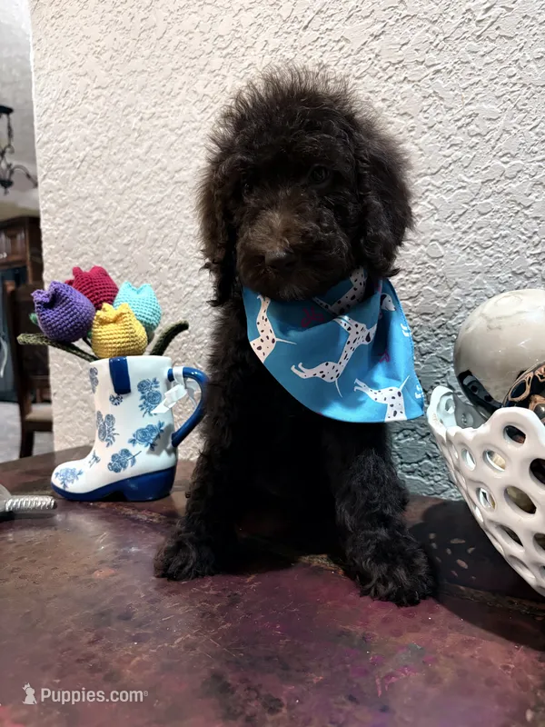 Poodle – Poodle - Standard  puppy for sale in Houston, TX