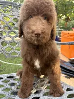 Poodle, a male Poodle - Standard  for sale in Houston, TX – 2 of 3