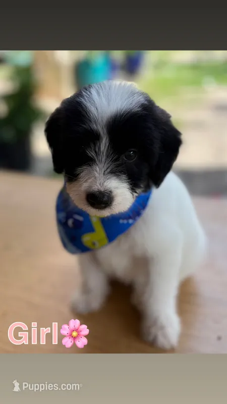 Pyredoodles – Pyredoodle puppy for sale in Houston, TX