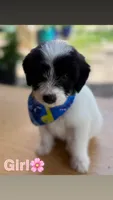 Pyredoodles, a male Pyredoodle for sale in Houston, TX – 1 of 5