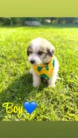Pyredoodles, a male Pyredoodle for sale in Houston, TX – 3 of 5