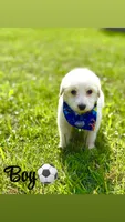 Pyredoodles, a male Pyredoodle for sale in Houston, TX – 4 of 5