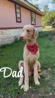 Poodle, a male Poodle - Standard  for sale in Houston, TX – 4 of 4