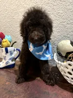 Poodle, a male Poodle - Standard  for sale in Houston, TX – 3 of 4