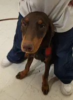 Female Doberman Puppy, a female Doberman Pinscher for sale in Greeley, CO – Photo 2 of 3