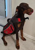 Female Doberman Puppy, a female Doberman Pinscher for sale in Greeley, CO – Photo 3 of 3