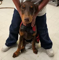 Female Doberman Puppy, a female Doberman Pinscher for sale in Greeley, CO – Photo 1 of 3
