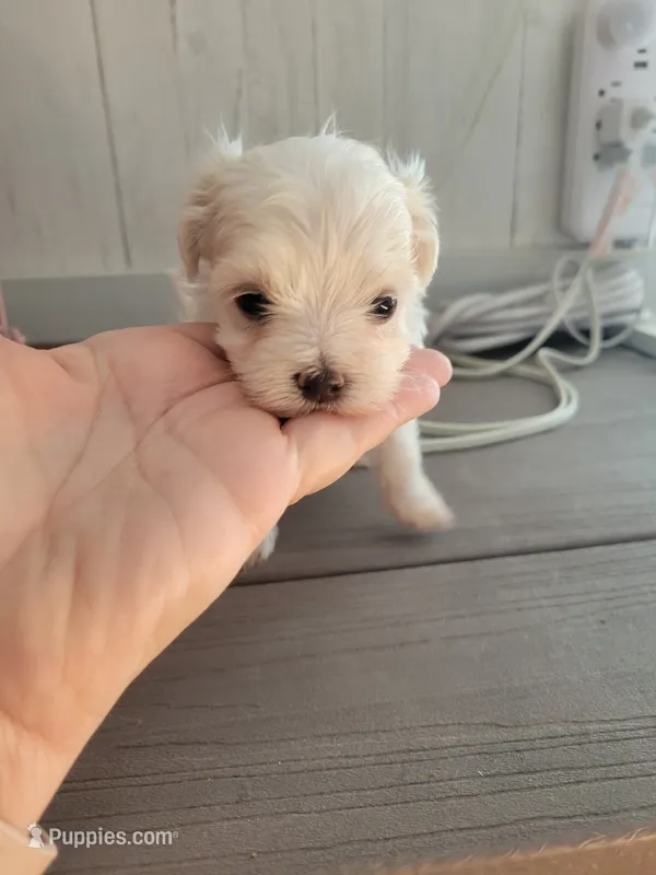 Anna – Maltese puppy for sale in Ocala, FL