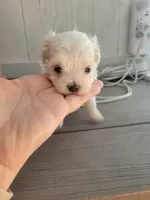 Anna, a female Maltese for sale in Ocala, FL – 1 of 6