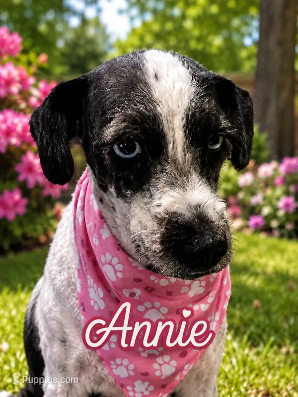 Polk Salad "Annie" – Miniature Schnauzer puppy for sale in Ocala, FL