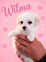 Wilma, a female Maltese for sale in Ocala, FL – 1 of 3