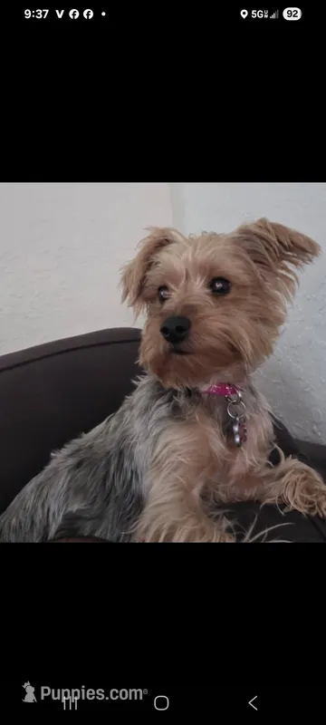 Patty – Yorkshire Terrier puppy for sale in Ocala, FL