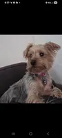 Patty, a female Yorkshire Terrier for sale in Ocala, FL – 1 of 2