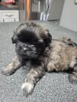 Lola Bunny, a female Shih Tzu for sale in Ocala, FL – 2 of 2