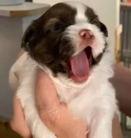 FurBall, a male Shih Tzu for sale in Ocala, FL – 2 of 2