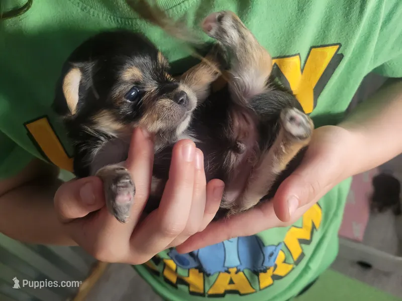 Danny – Morkie puppy for sale in Ocala, FL