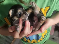 Danny, a male Morkie for sale in Ocala, FL – 1 of 2