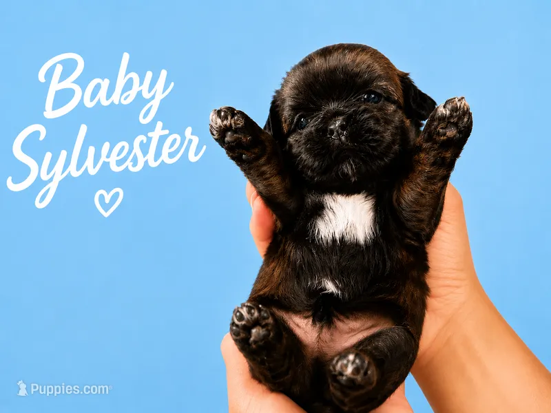 Baby Sylvester – Shih Tzu puppy for sale in Ocala, FL