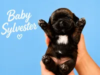Baby Sylvester, a male Shih Tzu for sale in Ocala, FL – 1 of 2