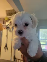 Dino, a male Maltese for sale in Ocala, FL – 2 of 3