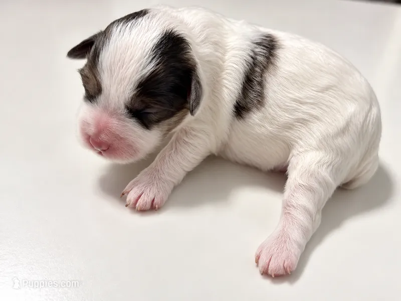Spanky – Miniature Schnauzer, Maltese puppy for sale in Ocala, FL