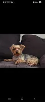 Patty, a female Yorkshire Terrier for sale in Ocala, FL – 2 of 2