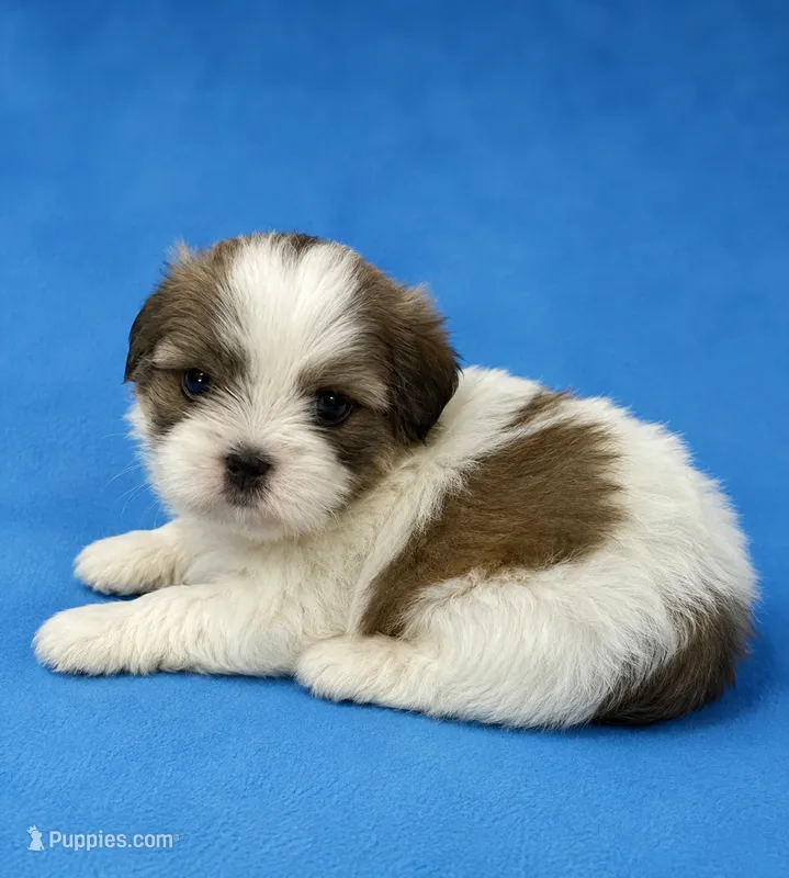 Porky – Shih Tzu puppy for sale in Ocala, FL