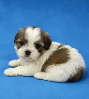 Porky, a male Shih Tzu for sale in Ocala, FL – 1 of 1