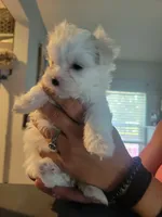Wilma, a female Maltese for sale in Ocala, FL – 3 of 3