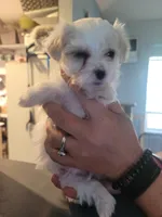 Pebbles, a female Maltese for sale in Ocala, FL – 2 of 2