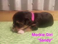 Sandy, a female Morkie for sale in Ocala, FL – 2 of 2