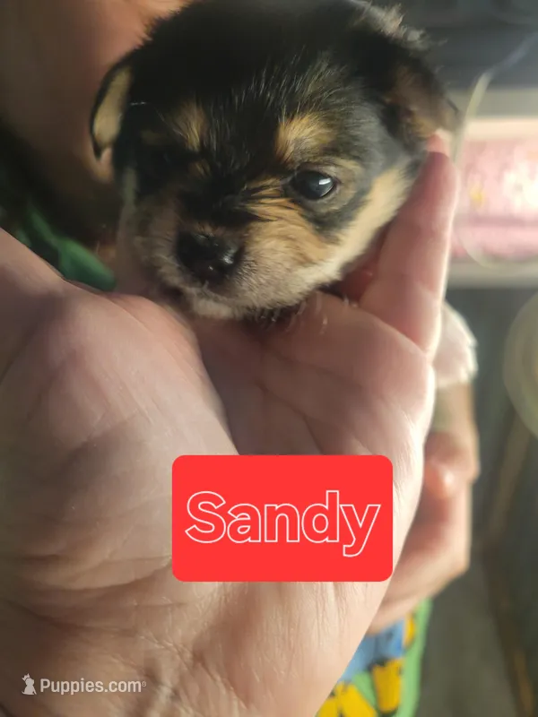 Sandy – Morkie puppy on hold in Ocala, FL