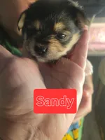 Sandy, a female Morkie for sale in Ocala, FL – 1 of 2