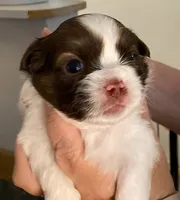 FurBall, a male Shih Tzu for sale in Ocala, FL – 1 of 2